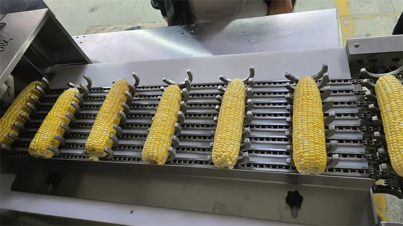 多鋸條玉米棒切段機(jī)不斜切掉籽的秘密，你知道嗎？ 